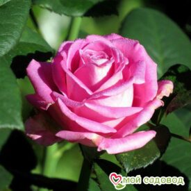 Роза чайно-гибридная Аква в Северске