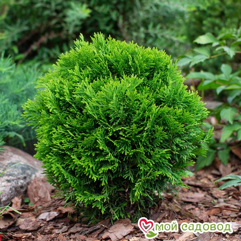 Туя шаровидная Даника (Danica)