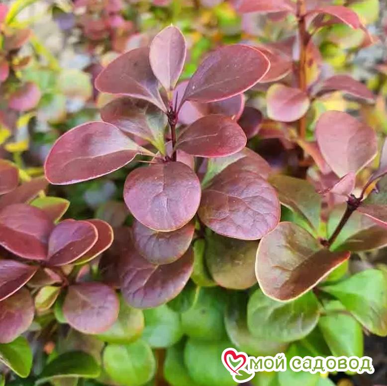 Барбарис Тунберга "Флоренс"