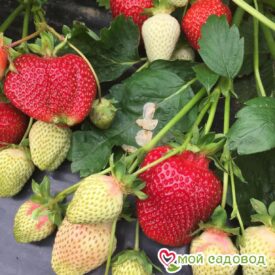 Клубника Румба (ранняя ягода) в Северске