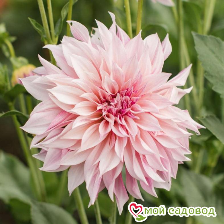 Георгина декоративная Кафе о Лейт (Cafe au Lait)